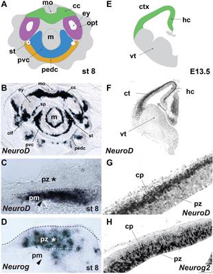 The Cephalopod Large Brain Enigma: Are Conserved Mechanisms of Stem Cell Expansion the Key?